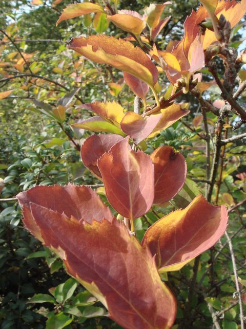 Forsythia x intermedia 'Beatrix Farrand' automne P1C P9